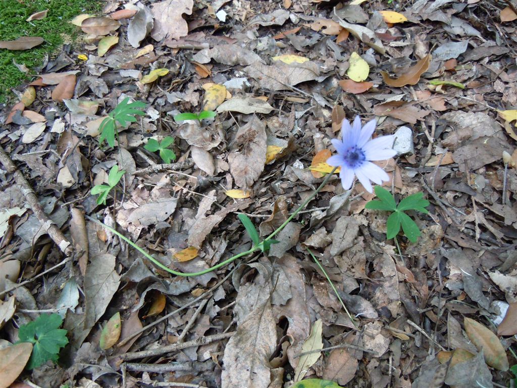 Anemone hortensis